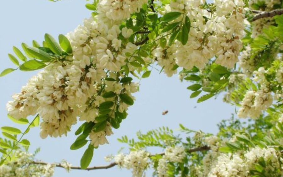 tác dụng của nụ hoa hòe, hoa hòe là gì, cây hoa hòe là gì, công dụng của nụ hoa hòe, tác dụng của hoa hòe, cây hoa hòe, đặc điểm của cây hoa hòe, hoa hòe giúp giảm cân, trà hoa hòe